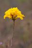 Bestandsnaam=Chapada-088.jpg
Bestandsgrootte=83KiB
Afmetingen = 532x800
Datum toegevoegd = 15 okt 2009 Chapada-088.jpg