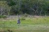 Bestandsnaam=Pantanal-117.jpg
Bestandsgrootte=274KiB
Afmetingen = 800x532
Datum toegevoegd = 15 okt 2009 Pantanal-117.jpg