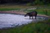 Bestandsnaam=Pantanal-134.jpg
Bestandsgrootte=162KiB
Afmetingen = 800x532
Datum toegevoegd = 15 okt 2009 Pantanal-134.jpg