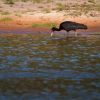 Bestandsnaam=Pantanal-240.jpg
Bestandsgrootte=172KiB
Afmetingen = 600x600
Datum toegevoegd = 15 okt 2009 Pantanal-240.jpg