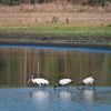 Bestandsnaam=Pantanal-256.jpg
Bestandsgrootte=159KiB
Afmetingen = 600x600
Datum toegevoegd = 15 okt 2009 Pantanal-256.jpg