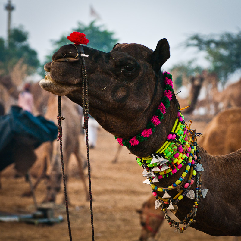 Opgemaakte dromedaris, Pushkar Mela