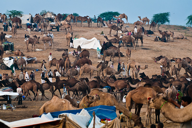 Kamelenmarkt, Pushkar Mela