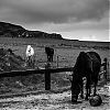 Bestandsnaam=Islay-032.jpg
Bestandsgrootte=357KiB
Afmetingen = 800x800
Datum toegevoegd = 02 mei 2012 Islay-032.jpg