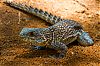 Bestandsnaam=Mada-110.jpg
Bestandsgrootte=311KiB
Afmetingen = 800x530
Datum toegevoegd = 19 jan 2013 Mada-110.jpg