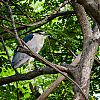 Bestandsnaam=Nica-077.jpg
Bestandsgrootte=718KiB
Afmetingen = 1000x1000
Datum toegevoegd = 19 apr 2017 Nica-077.jpg
