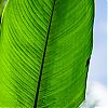 Bestandsnaam=Nica-125.jpg
Bestandsgrootte=922KiB
Afmetingen = 1000x1000
Datum toegevoegd = 19 apr 2017 Nica-125.jpg