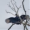 Bestandsnaam=Nica-217.jpg
Bestandsgrootte=336KiB
Afmetingen = 1000x1000
Datum toegevoegd = 19 apr 2017 Nica-217.jpg