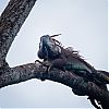 Bestandsnaam=Nica-219.jpg
Bestandsgrootte=284KiB
Afmetingen = 1000x1000
Datum toegevoegd = 19 apr 2017 Nica-219.jpg