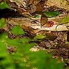 Bestandsnaam=Nica-283.jpg
Bestandsgrootte=568KiB
Afmetingen = 1000x1000
Datum toegevoegd = 19 apr 2017 Nica-283.jpg