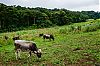 Bestandsnaam=Nica-311.jpg
Bestandsgrootte=818KiB
Afmetingen = 1226x815
Datum toegevoegd = 19 apr 2017 Nica-311.jpg