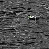Bestandsnaam=Ornkey-033.jpg
Bestandsgrootte=310KiB
Afmetingen = 800x800
Datum toegevoegd = 24 mei 2014 Ornkey-033.jpg