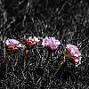 Bestandsnaam=Ornkey-041.jpg
Bestandsgrootte=477KiB
Afmetingen = 800x800
Datum toegevoegd = 24 mei 2014 Ornkey-041.jpg