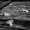 Bestandsnaam=Speyside-058.jpg
Bestandsgrootte=447KiB
Afmetingen = 800x800
Datum toegevoegd = 23 okt 2013 Speyside-058.jpg