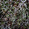 Bestandsnaam=ZA-019.jpg
Bestandsgrootte=486KiB
Afmetingen = 1000x1000
Datum toegevoegd = 03 jan 2016 ZA-019.jpg