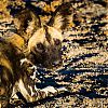 Bestandsnaam=ZA-081.jpg
Bestandsgrootte=724KiB
Afmetingen = 1000x1000
Datum toegevoegd = 03 jan 2016 ZA-081.jpg